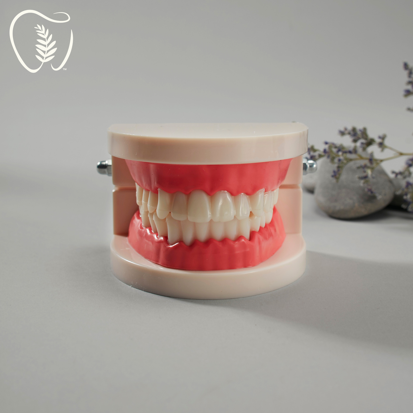 Typodont Training Model for Teeth Whitening – Provider Tool