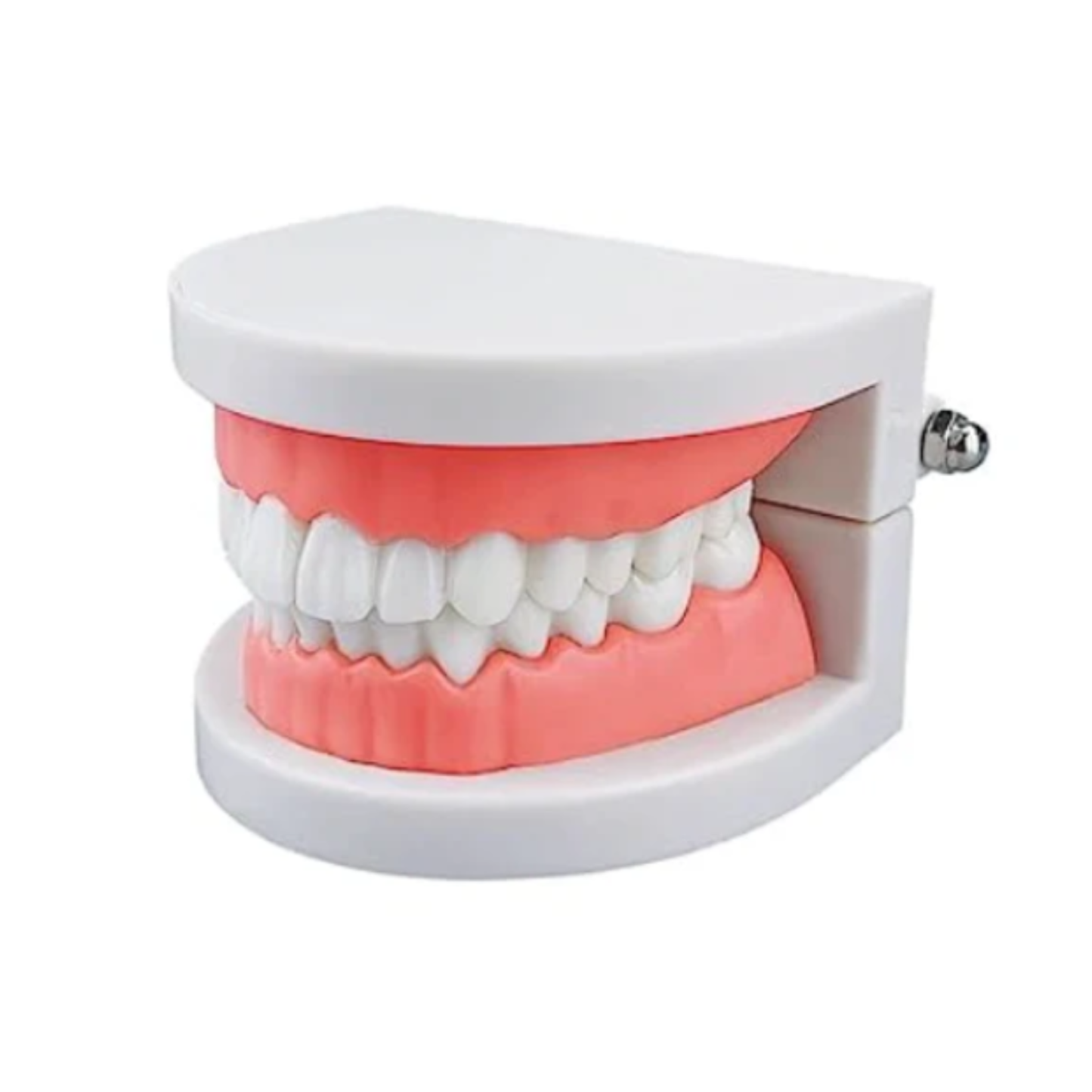 Typodont Training Model for Teeth Whitening – Provider Tool